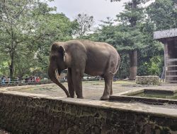 Libur Natal dan Tahun Baru 2025: Berikut Cara Beli Tiket Ragunan