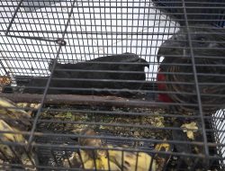 Polisi Gagalkan Penyekapan dan Rencana Penyelundupan Burung Endemik Papua di Medan