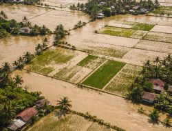 Ribuan Hektare Sawah di Kabupaten Tangerang Terdampak Banjir, Ratusan Hektare Gagal Panen
