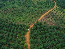 Petani Sawit Bantah Klaim 4 Juta Hektar Ilegal