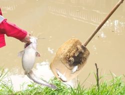 Sungai Cisadane Tercemar Pestisida