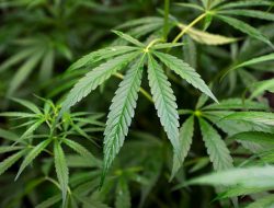 Polisi Bongkar Peredaran 9,4 Kg Ganja di Cawang