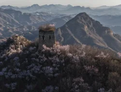 Musim Semi Percantik Tembok Besar China