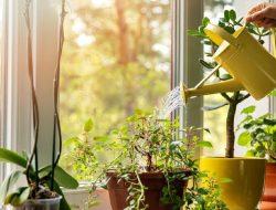 Tips Merawat Bunga dalam Pot agar Tumbuh Subur