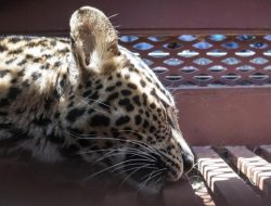 Macan Tutul Masuk Permukiman, Warga Bogor Geger