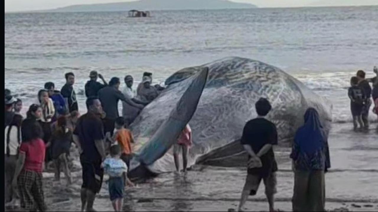 Ikan paus jenis sperma sepanjang ima belas meter terdampar di pantai Anyarsari, Jembrana, Bali. (Foto: Instagram Polres Jembrana).