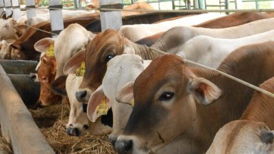 Konsumsi Daging Kurban Aman dengan Pola Makan Bijak