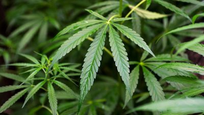 BNN Sita 7,8 Kg Hashish, Sindikat Lintas Negara Terungkap