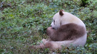 Qi Zai, Panda Cokelat Langka yang Menarik Perhatian Dunia
